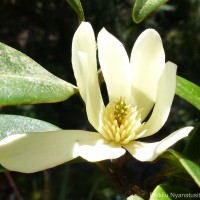 Magnolia nilagirica (Zenker) Figlar